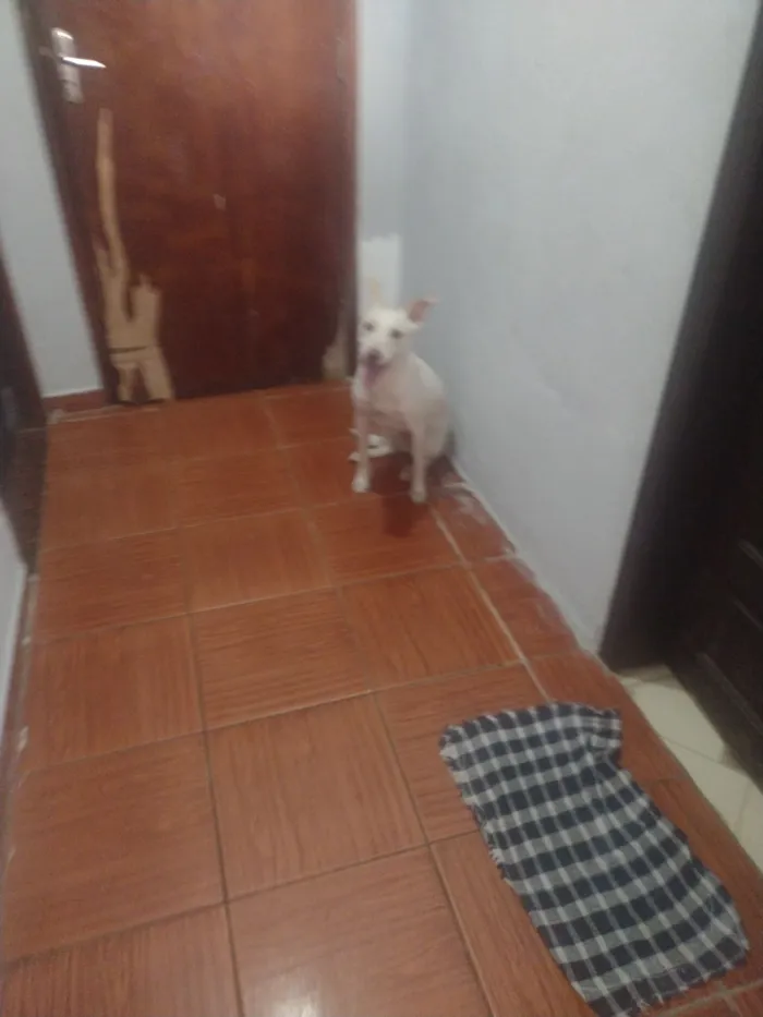 Cachorro raça SRD-ViraLata idade 1 ano nome Polenta 