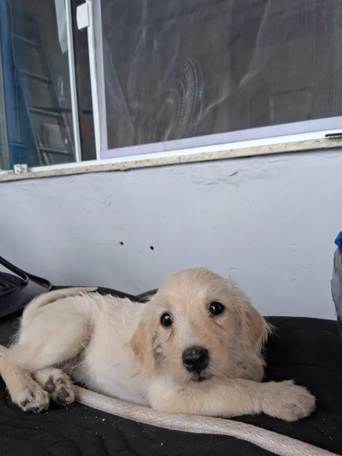 Cachorro raça Poodle idade 2 a 6 meses nome Não tem ainda
