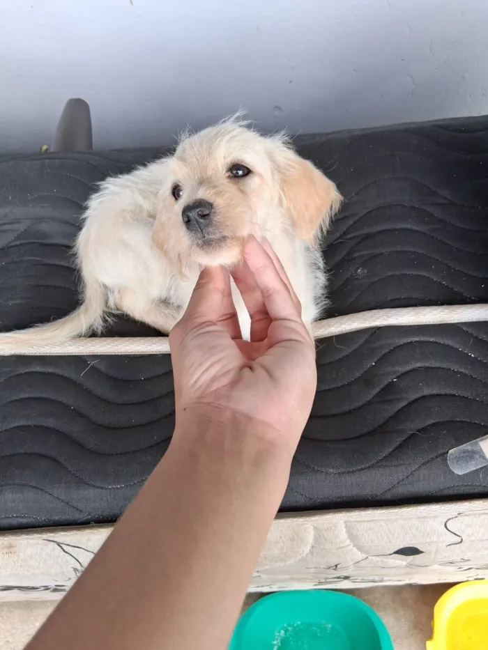 Cachorro raça Poodle idade 2 a 6 meses nome Não tem ainda