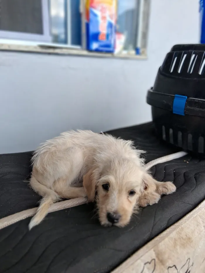 Cachorro raça Poodle idade 2 a 6 meses nome Não tem ainda