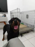 Cachorro raça Rottweiler idade 4 anos nome Coca Colo