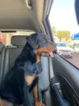 Cachorro raça Rottweiler idade 4 anos nome Coca Colo