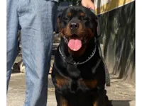Cachorro raça Rottweiler idade 4 anos nome Coca Colo