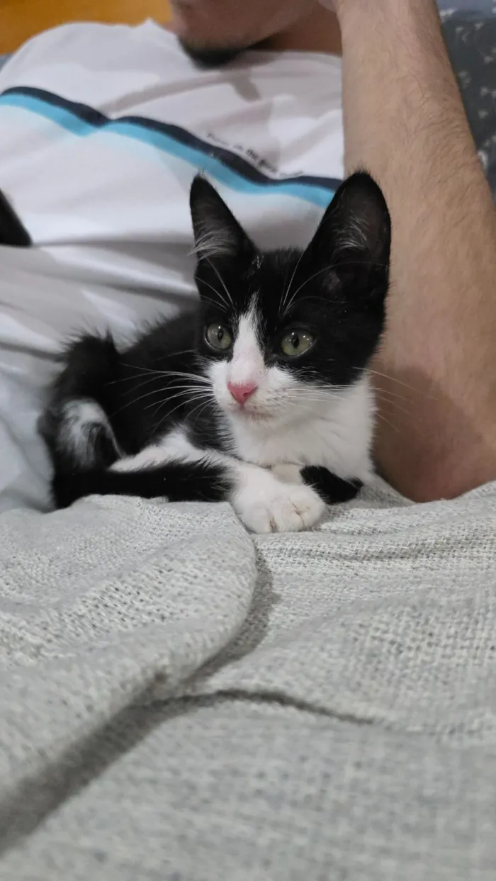 Gato raça SRD-ViraLata idade 2 a 6 meses nome Avatar