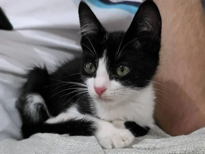 Gato raça SRD-ViraLata idade 2 a 6 meses nome Avatar