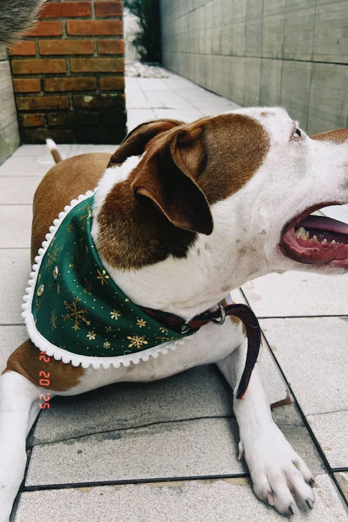 Cachorro raça Pit-Bull idade 2 anos nome Batman 