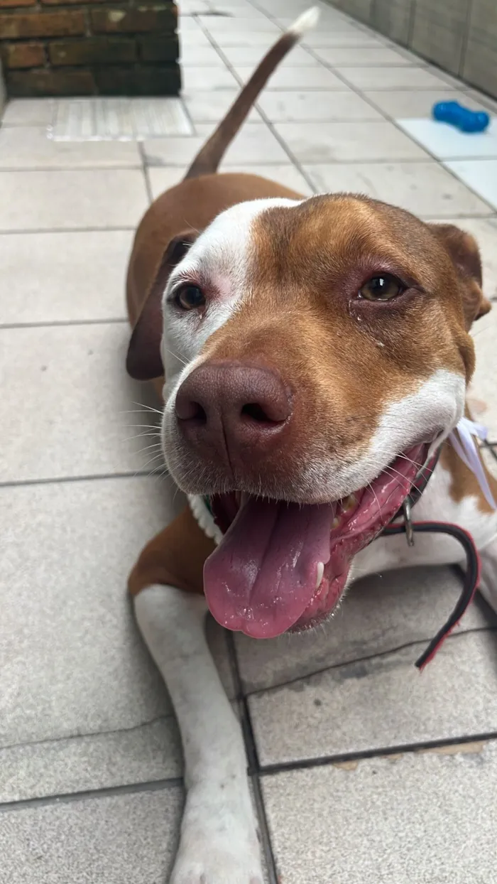 Cachorro raça Pit-Bull idade 2 anos nome Batman 