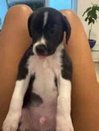 Cachorro raça SRD-ViraLata idade Abaixo de 2 meses nome Coleira 