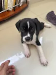 Cachorro raça SRD-ViraLata idade Abaixo de 2 meses nome Coleira 