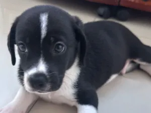 Cachorro raça SRD-ViraLata idade Abaixo de 2 meses nome Coleira 