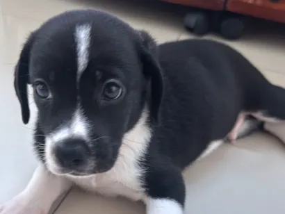 Cachorro raça SRD-ViraLata idade Abaixo de 2 meses nome Coleira 