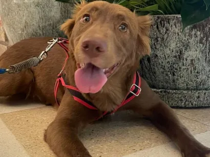 Cachorro raça SRD-ViraLata idade 2 anos nome Milla 
