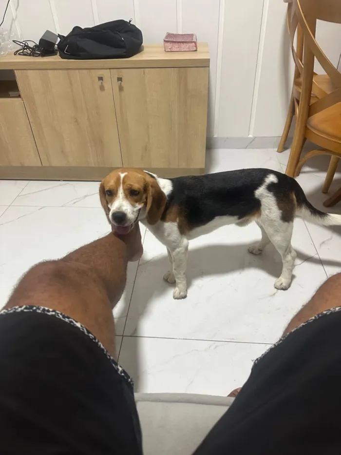 Cachorro raça Cocker idade 7 a 11 meses nome Fred (beagle)
