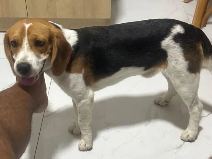 Cachorro raça Cocker idade 7 a 11 meses nome Fred (beagle)