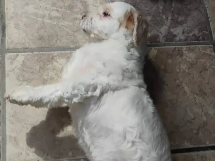 Cachorro raça Shitzu idade 3 anos nome DUDU