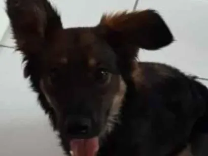 Cachorro raça SRD-ViraLata idade 7 a 11 meses nome Kairo
