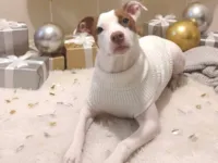 Cachorro raça SRD-ViraLata idade 7 a 11 meses nome Zeus 