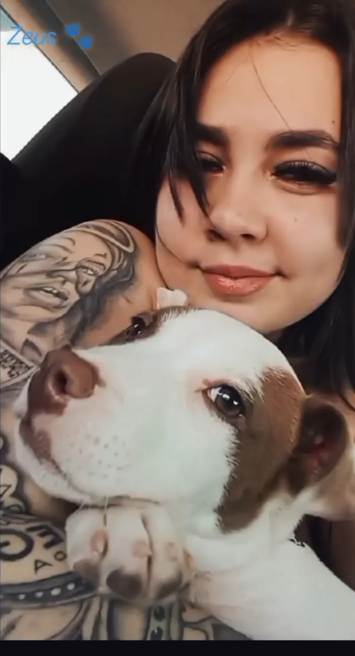 Cachorro raça SRD-ViraLata idade 7 a 11 meses nome Zeus 