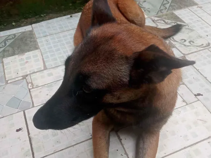 Cachorro raça SRD-ViraLata idade 2 anos nome sem nome definido