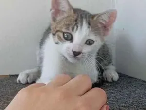 Gato raça SRD-ViraLata idade 2 a 6 meses nome Gamora