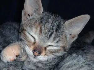 Gato raça SRD-ViraLata idade 2 a 6 meses nome Amora