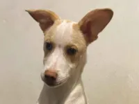 Cachorro raça SRD-ViraLata idade 7 a 11 meses nome Lupi 