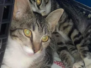 Gato raça SRD-ViraLata idade 2 a 6 meses nome Rajadinhas