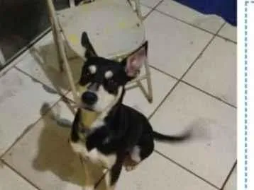 Cachorro raça SRD-ViraLata idade 2 anos nome Pretinho