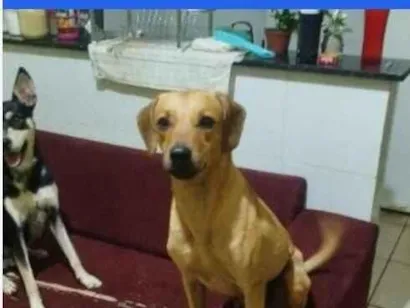 Cachorro raça SRD-ViraLata idade 2 anos nome Caramelo 