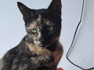 Gato raça SRD-ViraLata idade 3 anos nome Raquel 