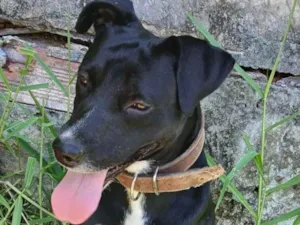 Cachorro raça Pit-Bull idade 2 anos nome Trem Bala 