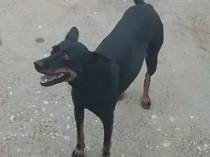 Cachorro raça SRD-ViraLata idade 3 anos nome Luna