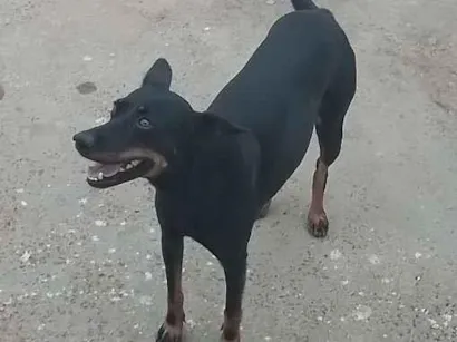 Cachorro raça SRD-ViraLata idade 3 anos nome Luna