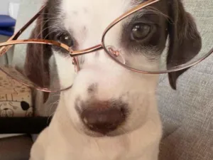 Cachorro raça SRD-ViraLata idade 2 a 6 meses nome Aurora