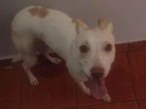 Cachorro raça SRD-ViraLata idade 1 ano nome Polenta 
