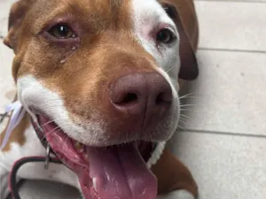 Cachorro raça Pit-Bull idade 2 anos nome Batman 