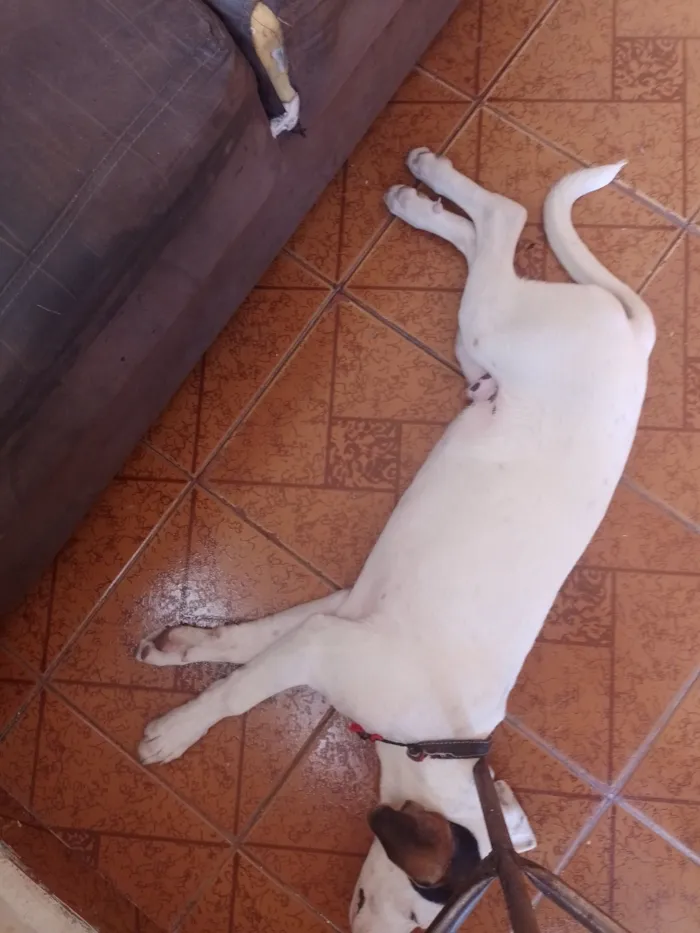 Cachorro raça SRD-ViraLata idade 2 a 6 meses nome Maninho 