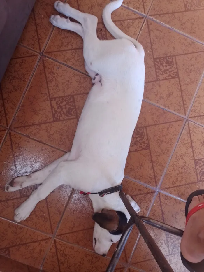 Cachorro raça SRD-ViraLata idade 2 a 6 meses nome Maninho 