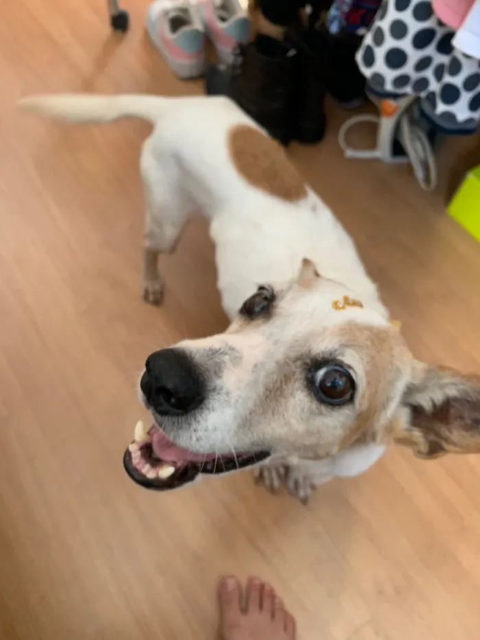 Cachorro raça SRD-ViraLata idade 6 ou mais anos nome Não tem nome