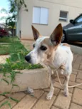 Cachorro raça SRD-ViraLata idade 6 ou mais anos nome Não tem nome