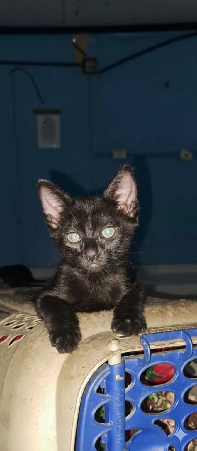 Gato raça SRD-ViraLata idade 2 a 6 meses nome Feijão 