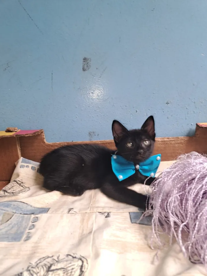 Gato raça SRD-ViraLata idade 2 a 6 meses nome Feijão 