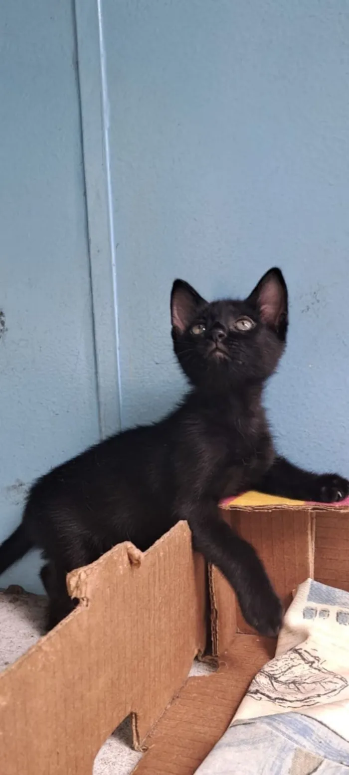 Gato raça SRD-ViraLata idade 2 a 6 meses nome Feijão 