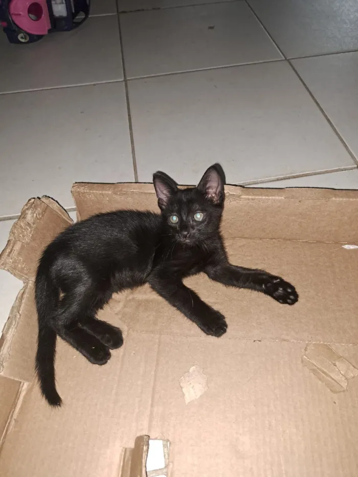 Gato raça SRD-ViraLata idade 2 a 6 meses nome Feijão 