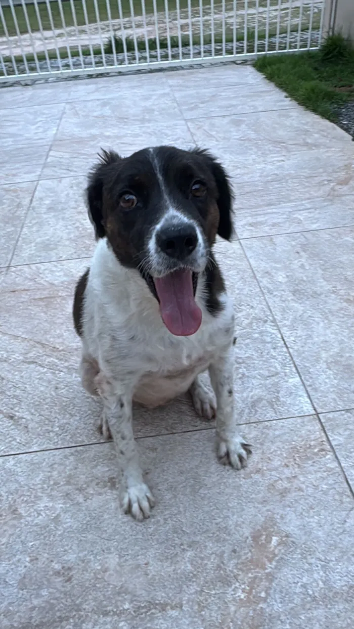 Cachorro raça SRD-ViraLata idade 5 anos nome Luna