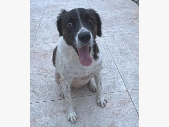 Cachorro raça SRD-ViraLata idade 5 anos nome Luna