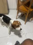 Fred (beagle)