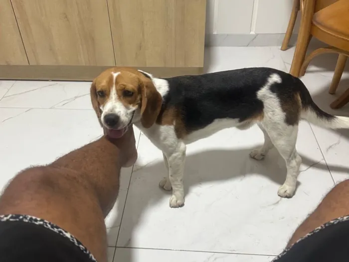 Cachorro raça Cocker idade 7 a 11 meses nome Fred (beagle)