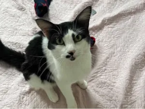 Gato raça SRD-ViraLata idade 4 anos nome Fatinho 