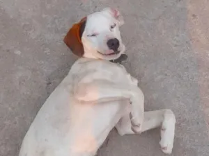 Cachorro raça SRD-ViraLata idade 2 a 6 meses nome Maninho 